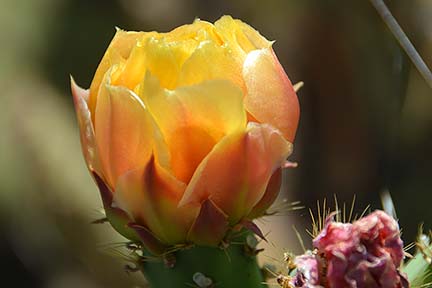 Prickly Pear Blossom, Sunset Point, April 16, 2015